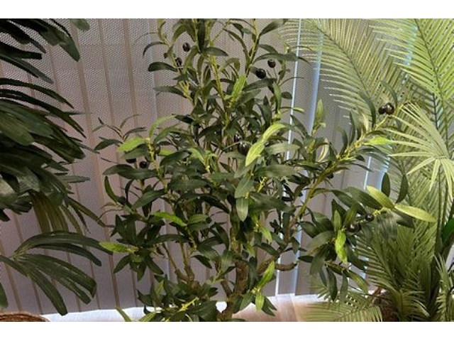 5 nepplanten - afbeelding 4 van  6