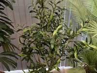 5 nepplanten - afbeelding 4 van  6