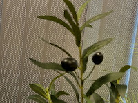 5 nepplanten - afbeelding 5 van  6