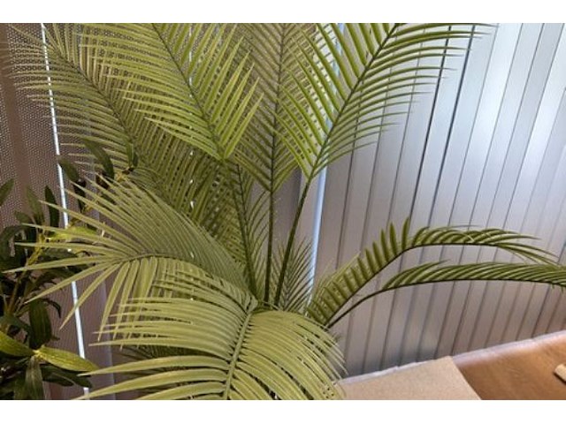 5 nepplanten - afbeelding 6 van  6