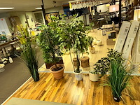 5 nepplanten - afbeelding 1 van  8