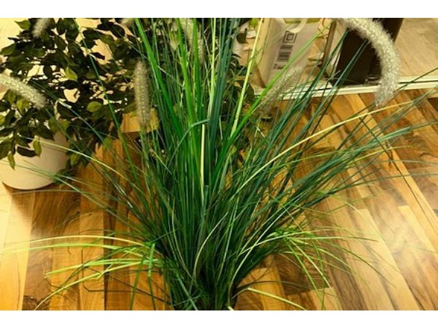 5 nepplanten - afbeelding 2 van  8