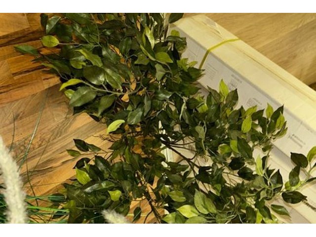 5 nepplanten - afbeelding 3 van  8