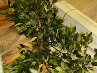 5 nepplanten - afbeelding 3 van  8