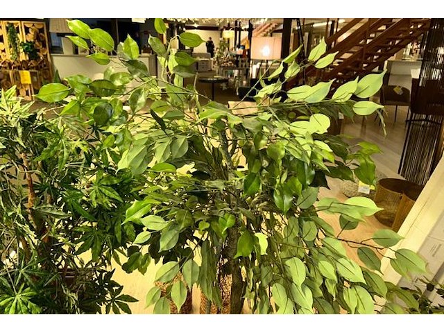 5 nepplanten - afbeelding 5 van  8