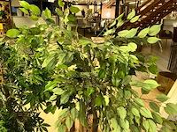 5 nepplanten - afbeelding 5 van  8