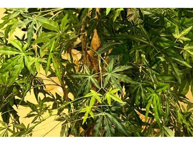 5 nepplanten - afbeelding 7 van  8