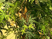 5 nepplanten - afbeelding 7 van  8