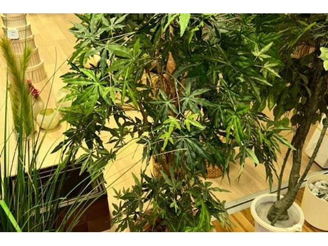 5 nepplanten - afbeelding 8 van  8