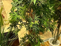 5 nepplanten - afbeelding 8 van  8