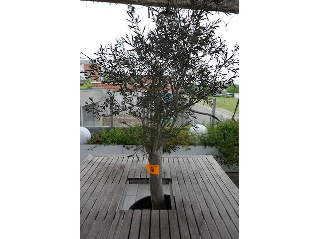5 olijfbomen - afbeelding 1 van  6