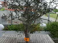 5 olijfbomen - afbeelding 1 van  6