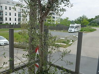5 olijfbomen - afbeelding 6 van  6