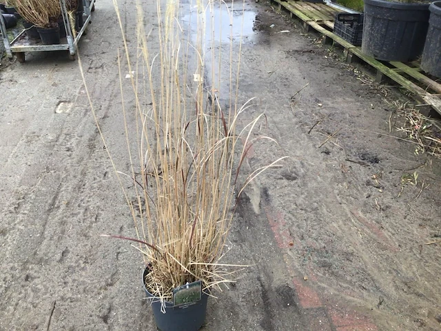 5 panicum - afbeelding 1 van  1