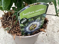 5 passiflora