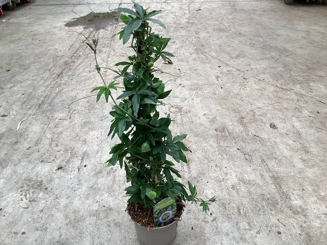 5 passiflora - afbeelding 1 van  3