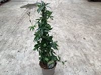 5 passiflora - afbeelding 1 van  3