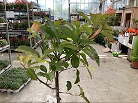 5 photiniastam - afbeelding 3 van  3
