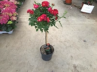 5 rode stamrozen