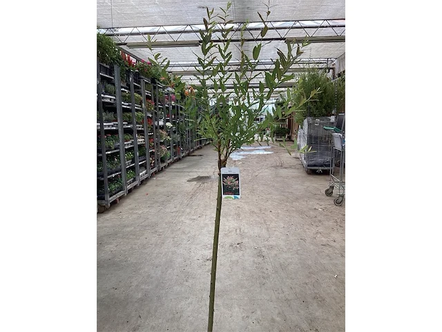 5 salixstam - afbeelding 1 van  2