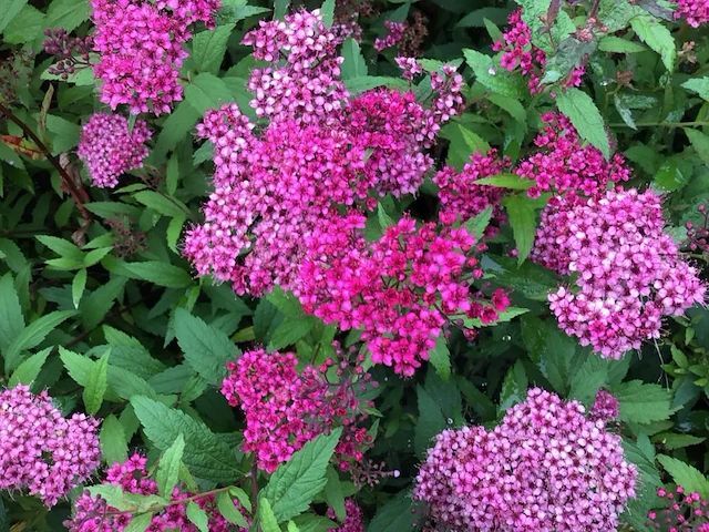 5 spirea - afbeelding 1 van  1