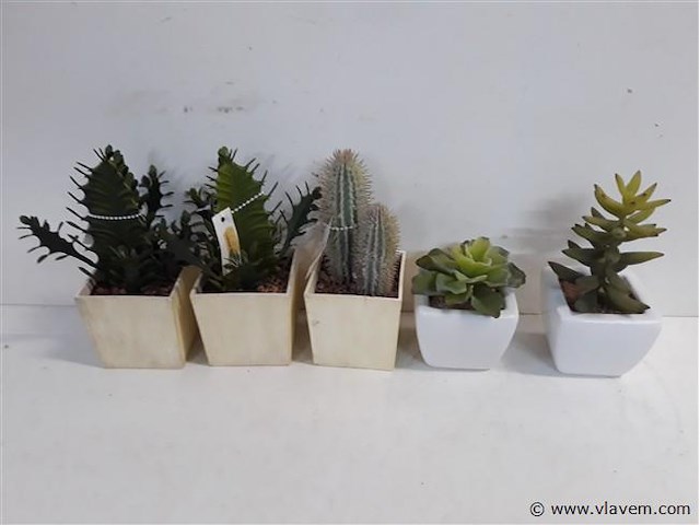 5 x cactus kunststof in potje assorti - afbeelding 1 van  2