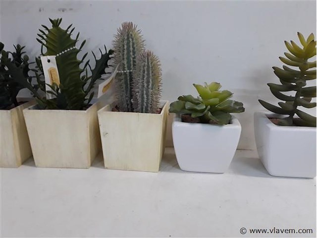 5 x cactus kunststof in potje assorti - afbeelding 2 van  2