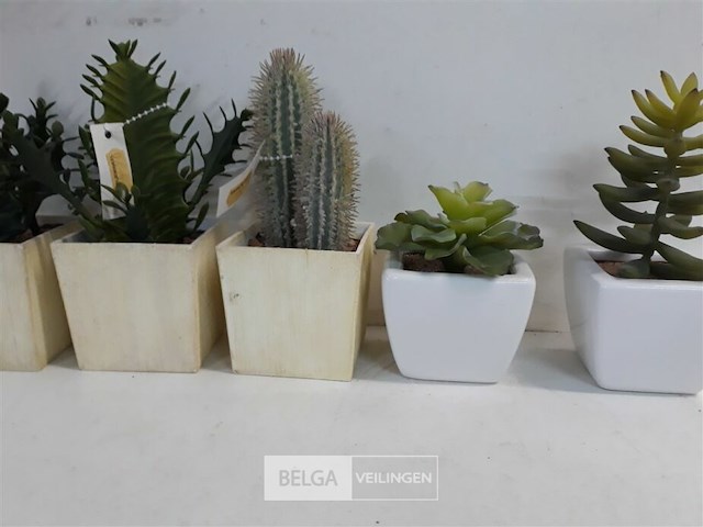 5 x cactus kunststof in potje assorti - afbeelding 3 van  3