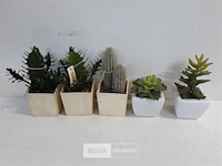 5 x cactus kunststof in potje assorti - afbeelding 1 van  3
