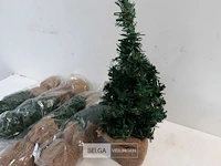 5 x kerstboom 35 cm met kluit - afbeelding 3 van  3