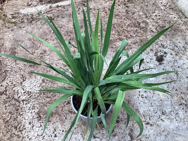 5 yucca - afbeelding 1 van  1