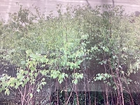 50 berken 180-200