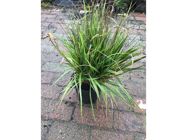 50 carex - afbeelding 1 van  2