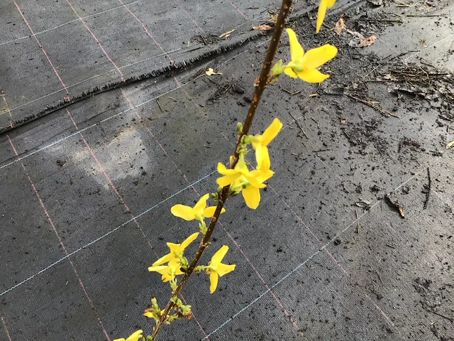 50 forsythia - afbeelding 1 van  3