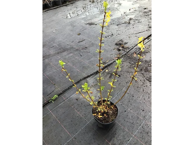 50 forsythia - afbeelding 3 van  3