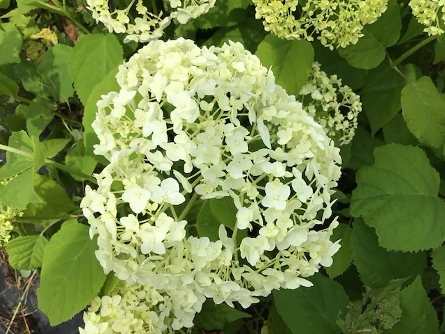 50 hydrangea annabelle - afbeelding 1 van  2