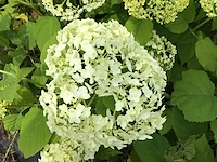 50 hydrangea annabelle - afbeelding 1 van  2
