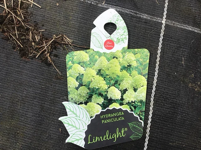 50 hydrangea lime light - afbeelding 3 van  3