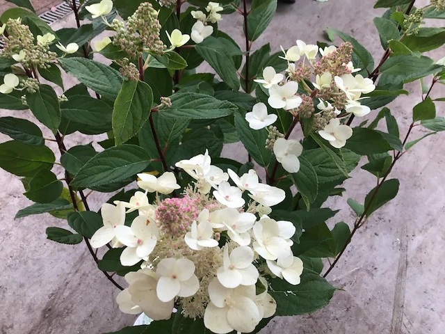 50 hydrangea lime light - afbeelding 2 van  3