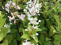 50 hydrangea pinky winky