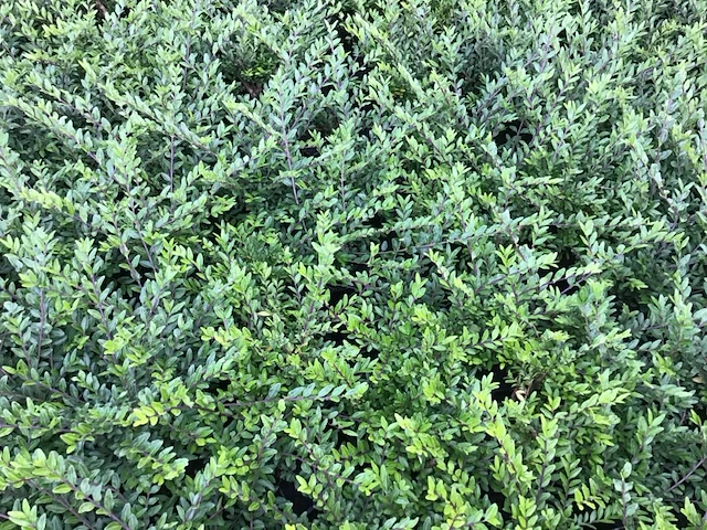 50 lonicera - afbeelding 2 van  2