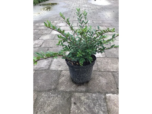 50 lonicera - afbeelding 1 van  2
