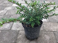 50 lonicera - afbeelding 1 van  2