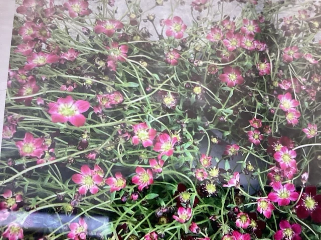 50 rode saxifraga - afbeelding 1 van  1