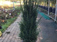 50 taxus 60-80 - afbeelding 1 van  2