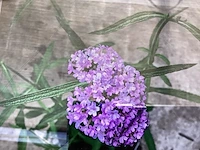50 verbena