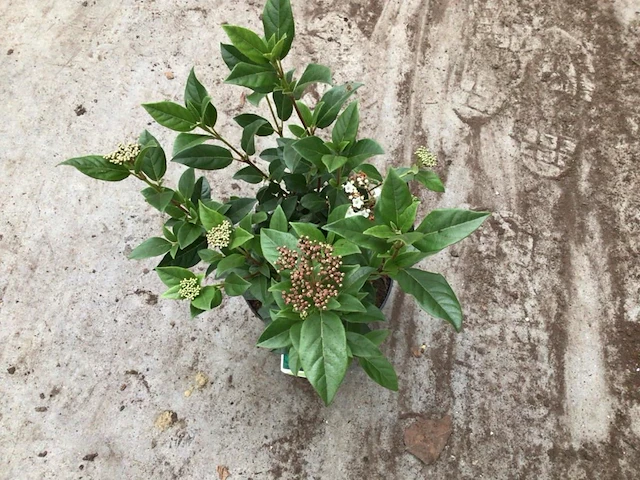 50 viburnum tinus - afbeelding 2 van  2
