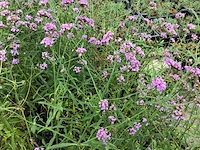 50 winterharde verbena