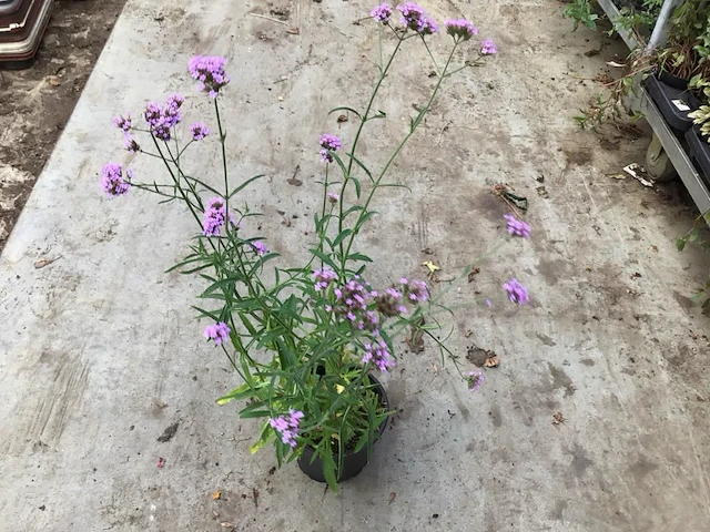 50 winterharde verbena - afbeelding 1 van  2