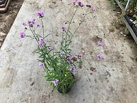 50 winterharde verbena - afbeelding 1 van  2